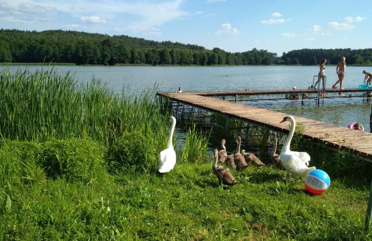 Koci Grzbiet Agroturystyka Dzierzazno Wielkie Exterior photo